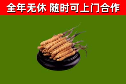 冠市烟酒回收冬虫夏草.jpg